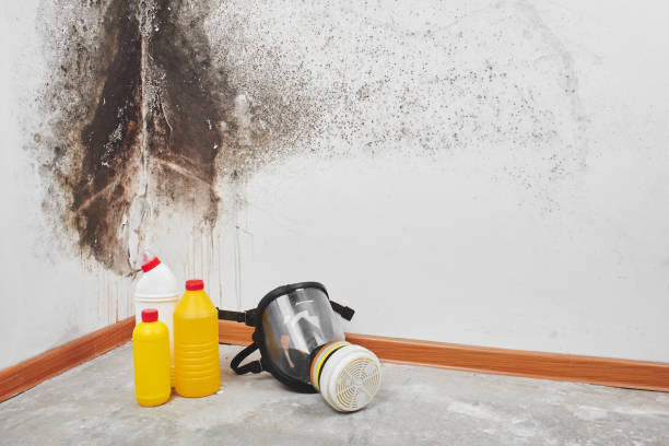 Best Mold Remediation  in Visalia, CA