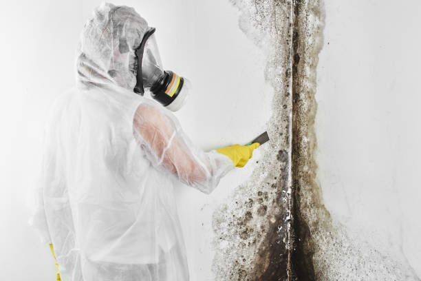 Crawl Space Mold Removal in Visalia, CA