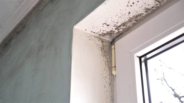 Best Mold Inspection  in Visalia, CA