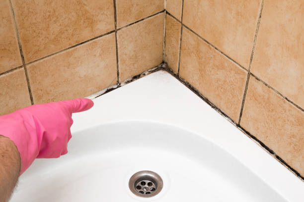 Best Best Mold Removal Companies  in Visalia, CA